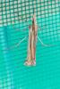 Ancylolomia sp.